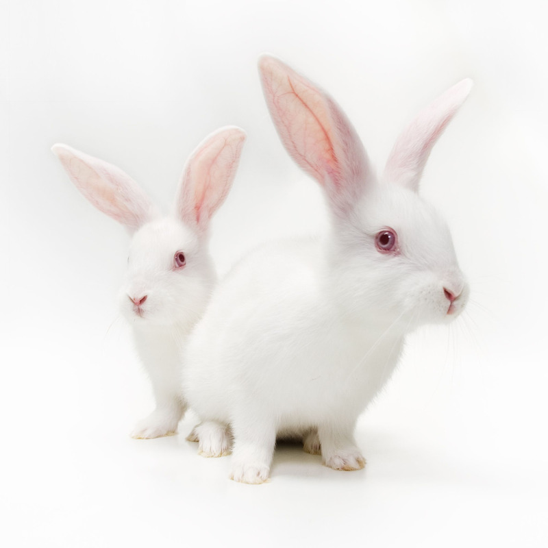 new zealand white rabbit research